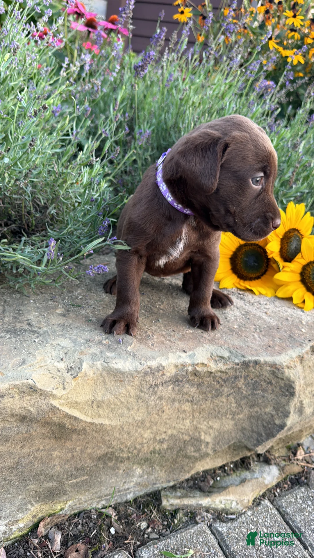 Labrador Retriever dogs for sale: Rosie - Ad 5
