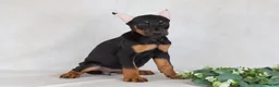 Doberman Pinscher dogs for sale: Sasha - Ad 4