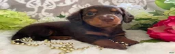 Miniature Dachshund dogs for sale: Mindy - Ad 7