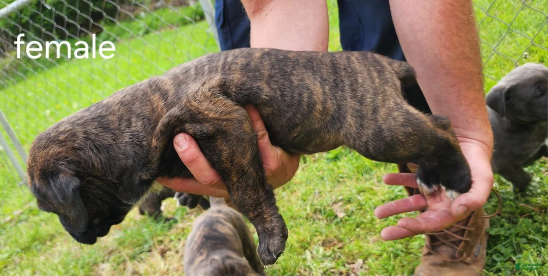Mixed Breed dogs for sale: Mixed Breed Puppy 5 - Ad 2
