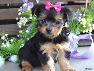 Yorkshire Terrier dogs - Ad 23