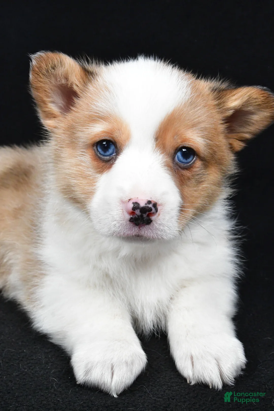 Welsh Corgi Pembroke dogs for sale: Chuck - Ad 6