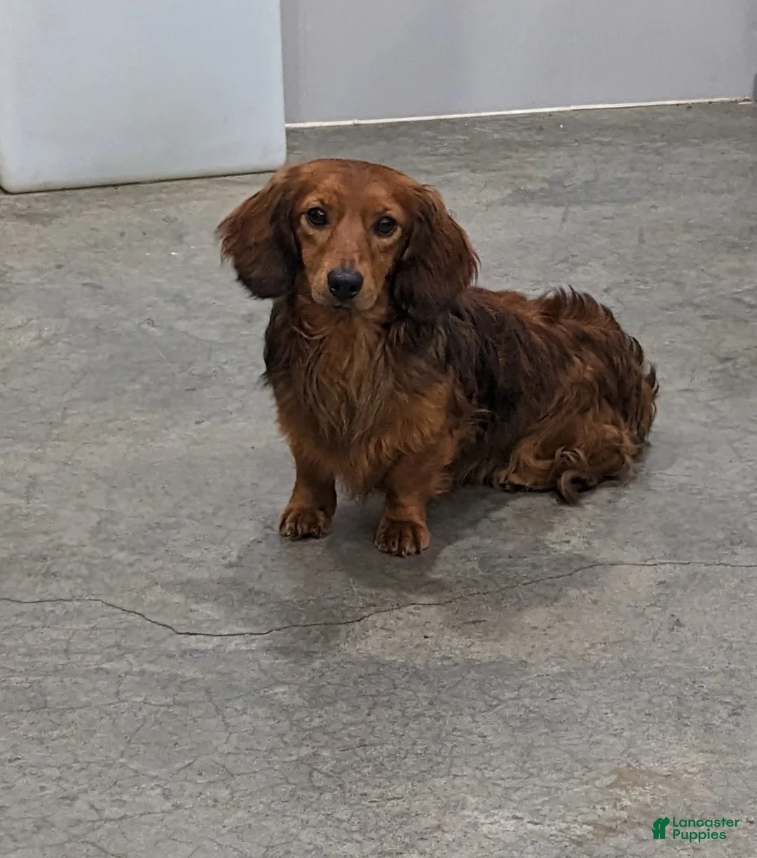 Miniature Dachshund dogs for sale: Brownie - Ad 8