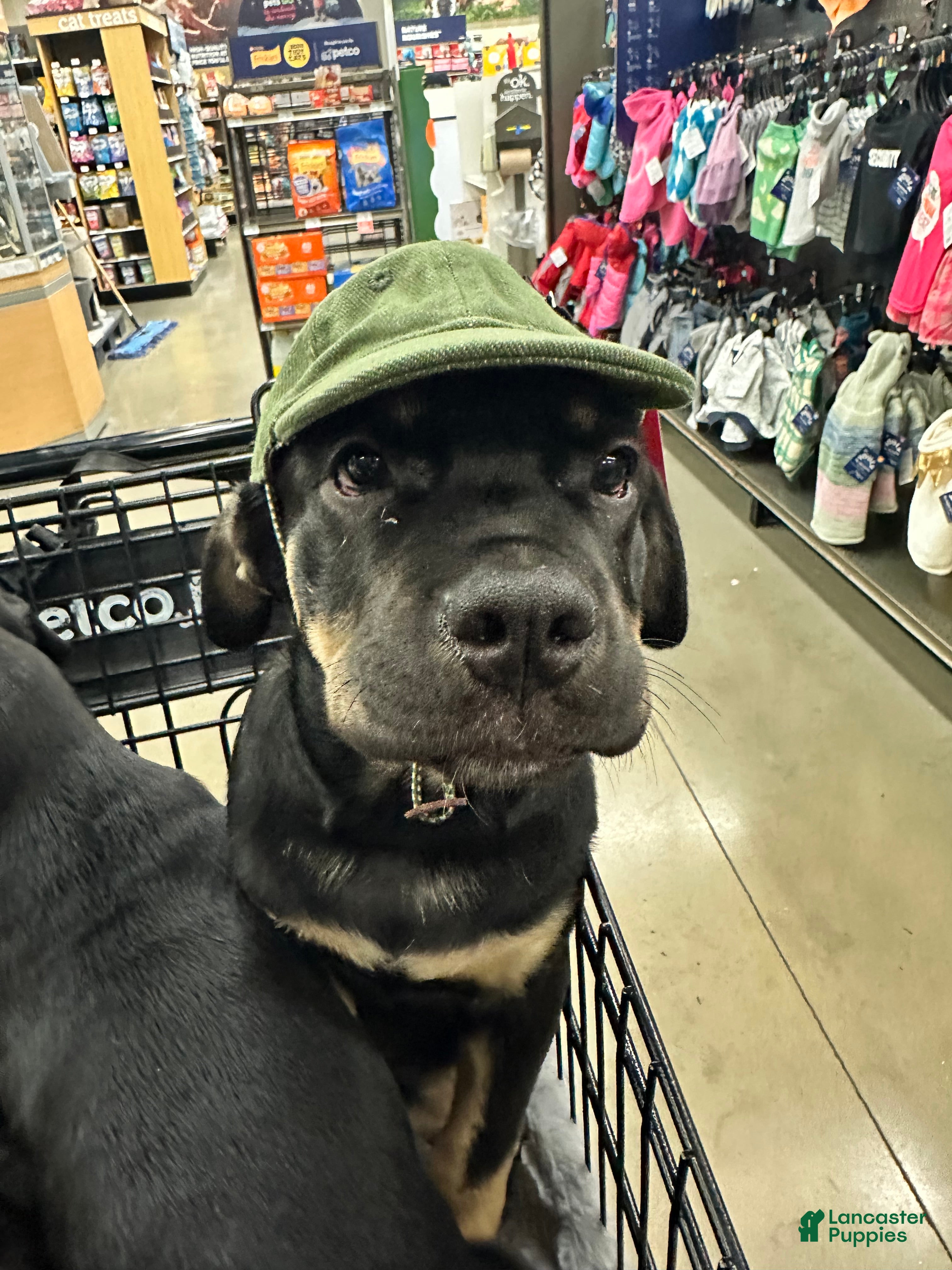 Mixed Breed dogs Cane Corso- Rottweiler Puppies - Ad 4