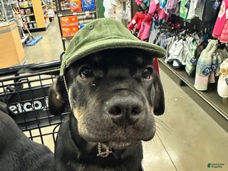 Mixed Breed dogs Cane Corso- Rottweiler Puppies - Ad 24