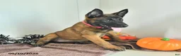 Belgian Malinois dogs for sale: Tonks - Ad 3