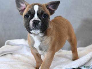 French Bulldog dogs Yancy - Ad 40