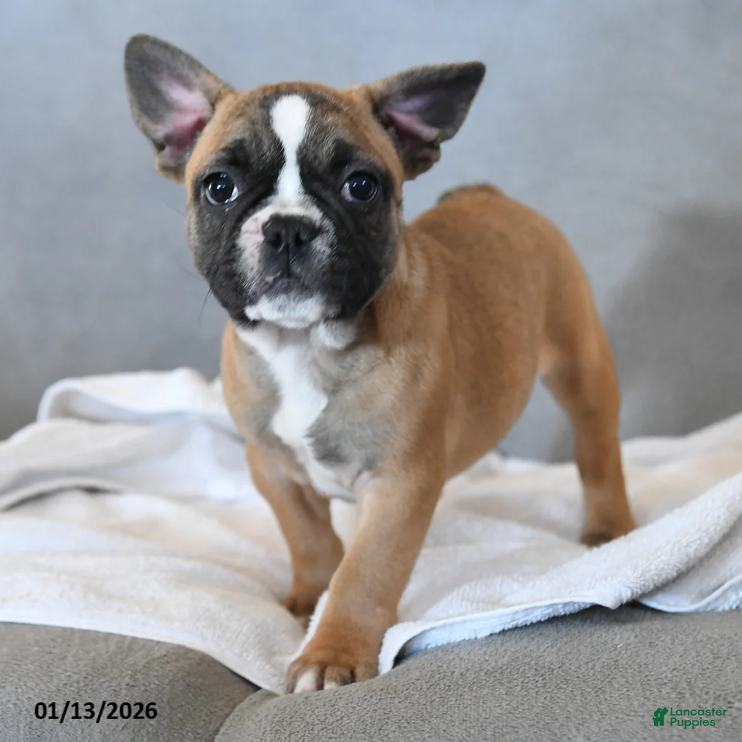 French Bulldog dogs for sale: Yancy - Ad 1