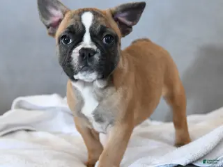 French Bulldog dogs Yancy - Ad 10