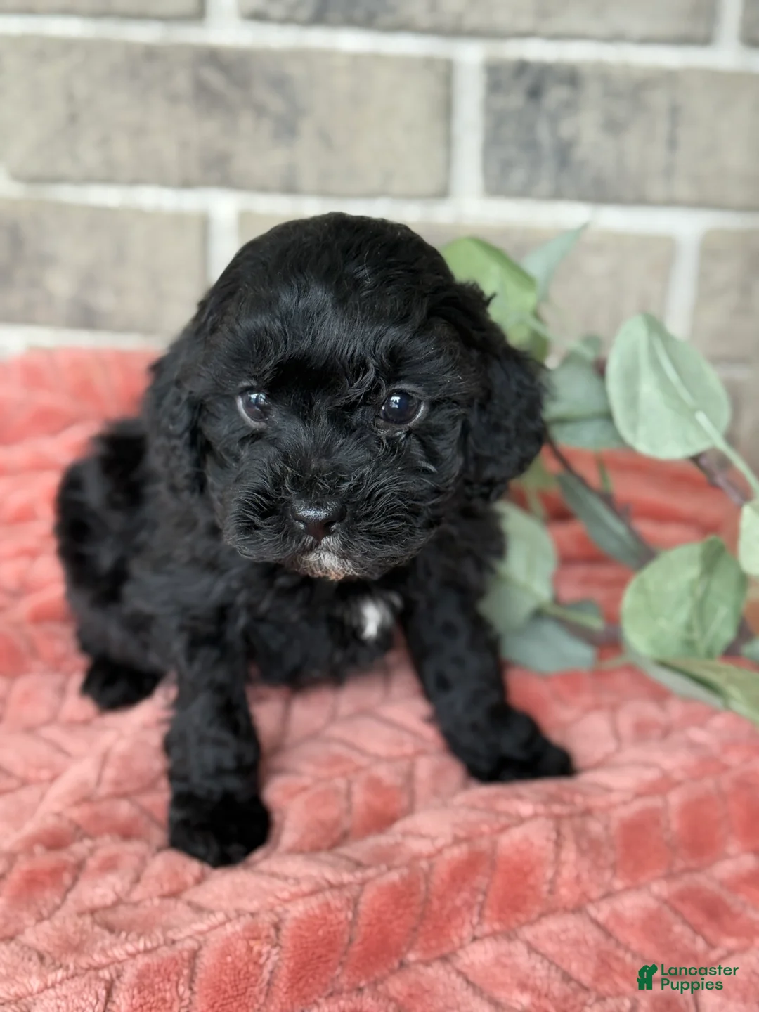 Cavapoo dogs for sale: Klay - Ad 1