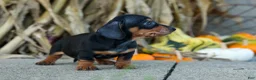 Miniature Dachshund dogs for sale:  Zack🐶 - Ad 10