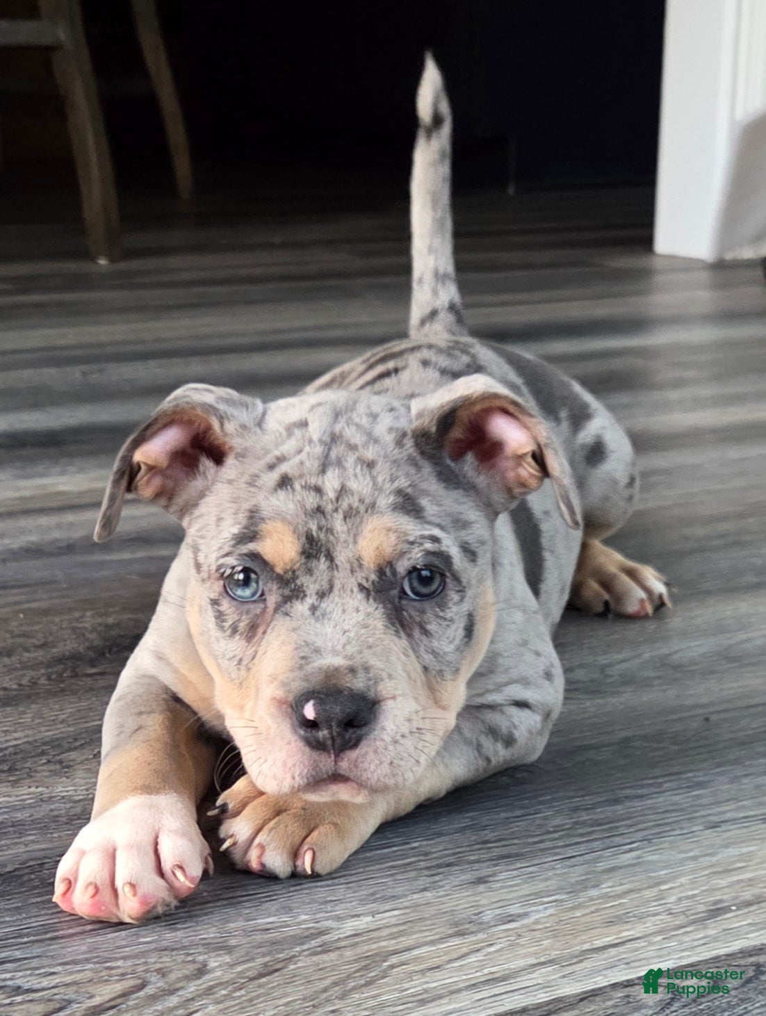 American Bulldog dogs Blue Merle Female (Pink) - Ad 8