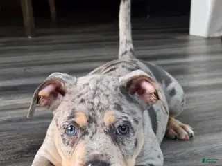 American Bulldog dogs Blue Merle Female (Pink) - Ad 8