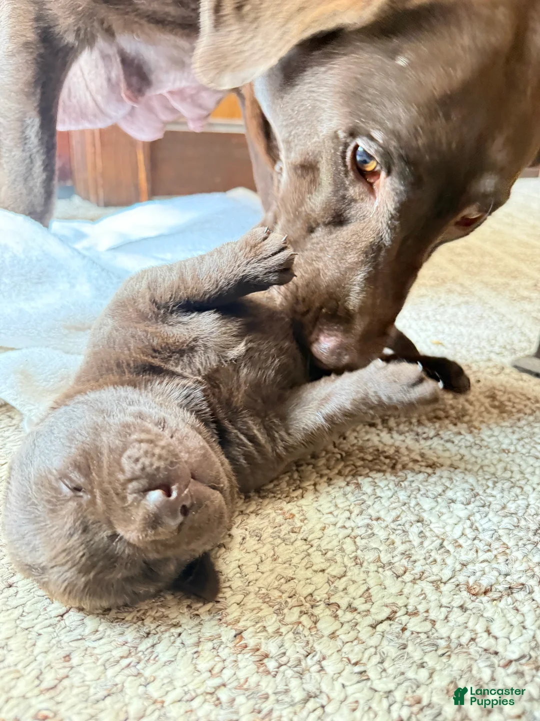 Labrador Retriever dogs for sale: Labrador Retriever Puppy 6 - Ad 1