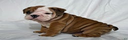 English Bulldog dogs for sale: Rocket - Ad 4