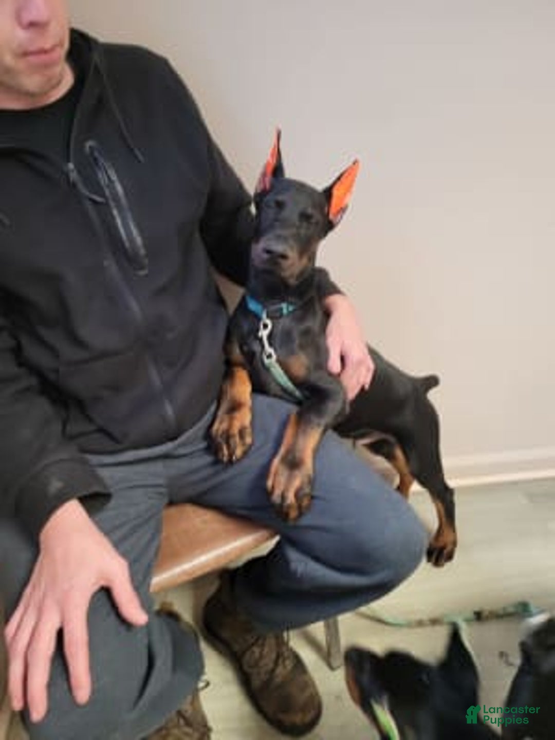 Gallery Image {{count}}