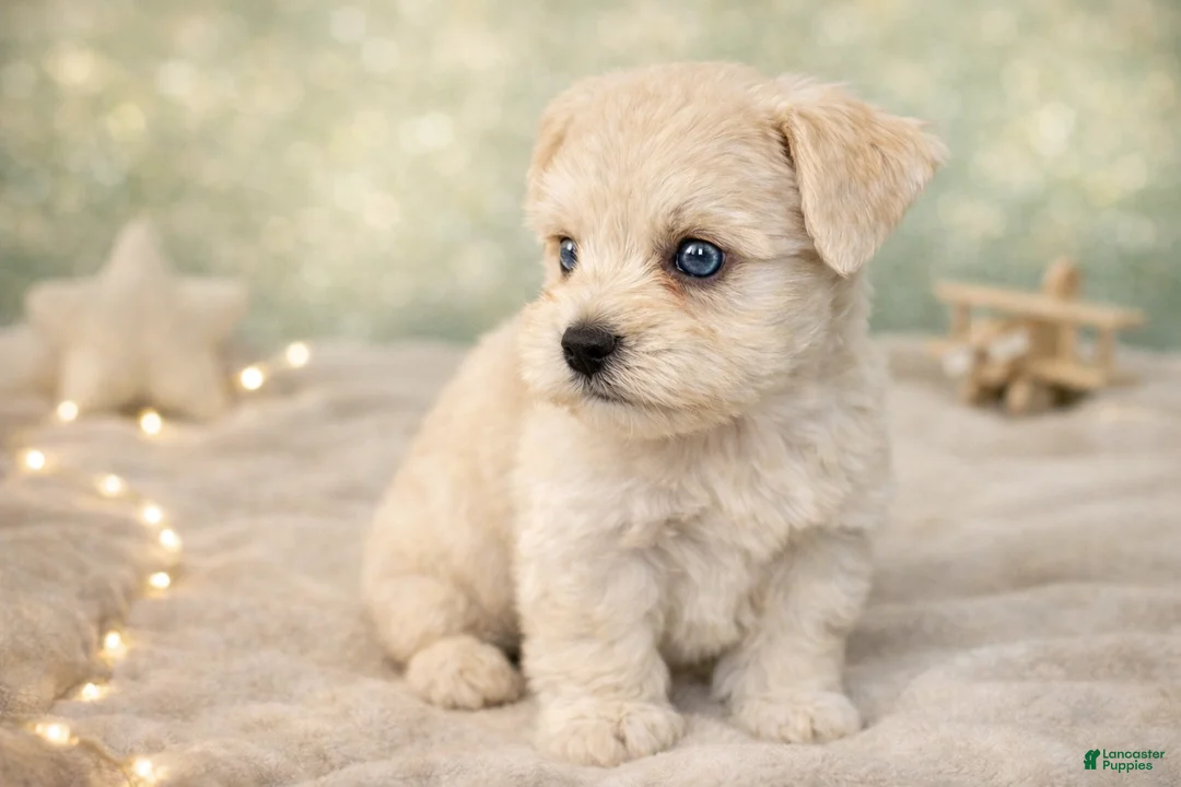 Miniature Schnauzer dogs for sale: Mr. Frost - Ad 7