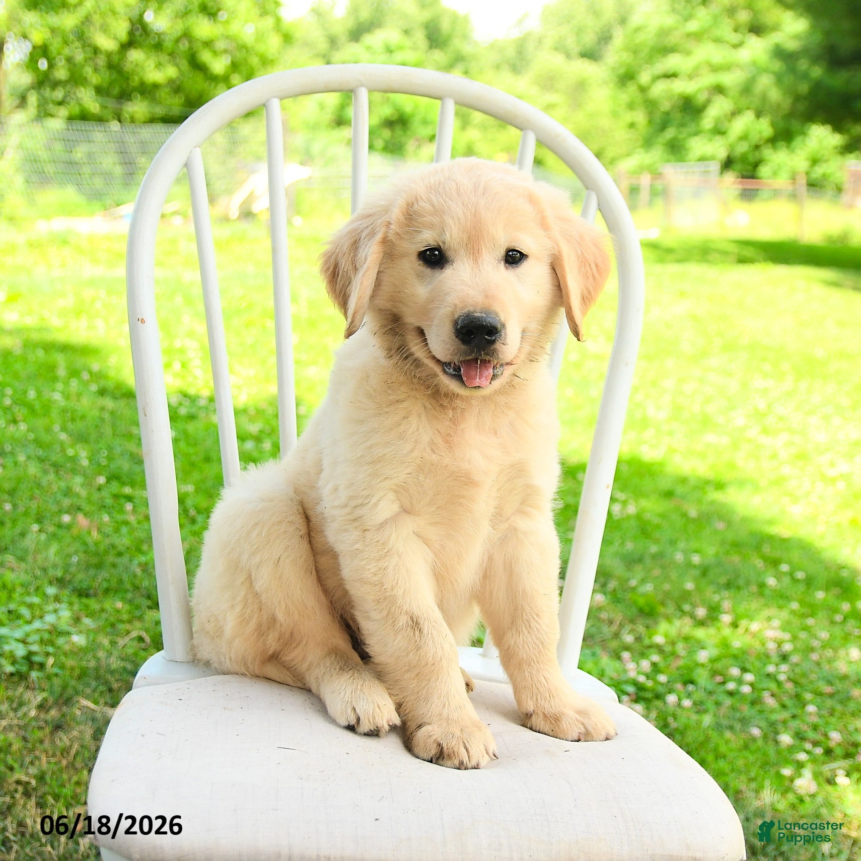 Mixed Breed dogs Austin - Ad 1