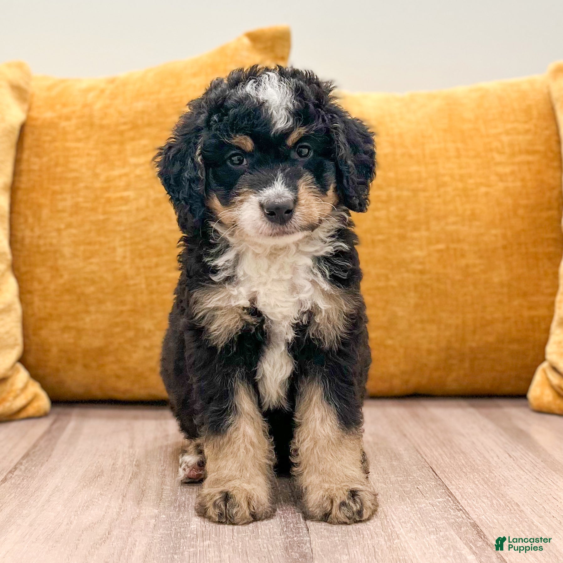 Mini Bernedoodle dogs Rusty - Ad 1