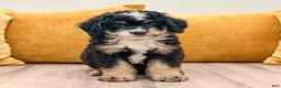 Mini Bernedoodle dogs for sale: Rusty - Ad 1