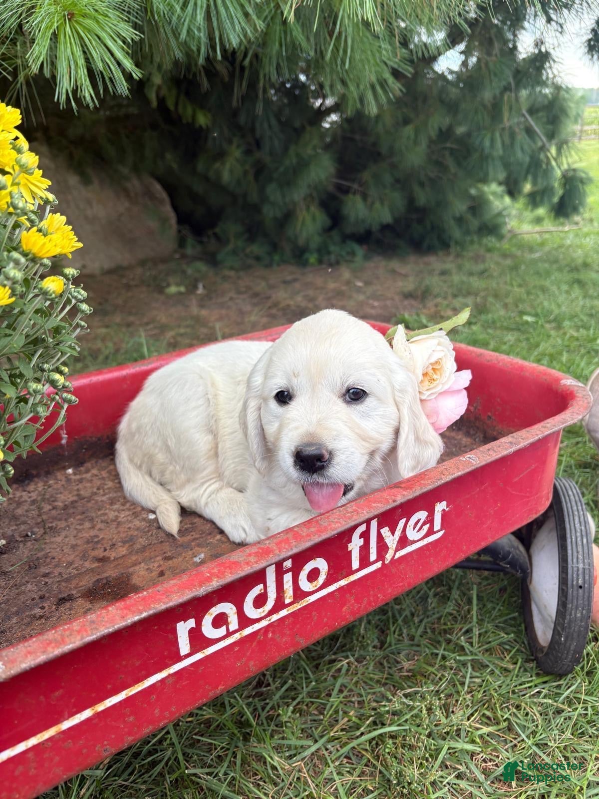 Golden Retriever dogs Rosie - Ad 2
