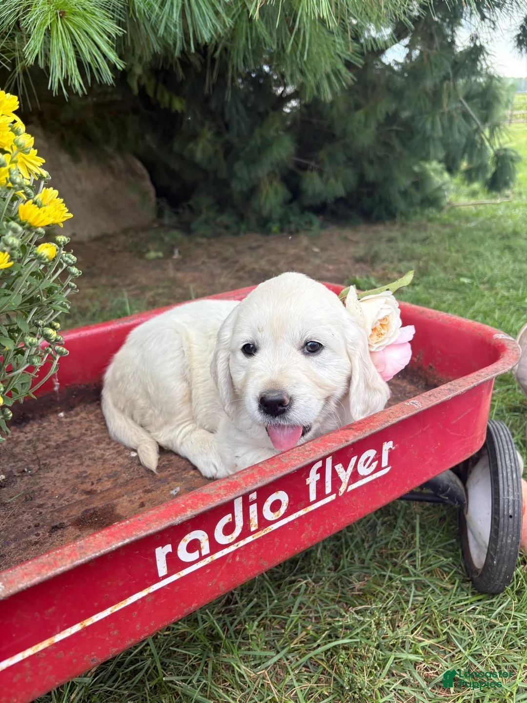 Golden Retriever dogs for sale: Rosie - Ad 2