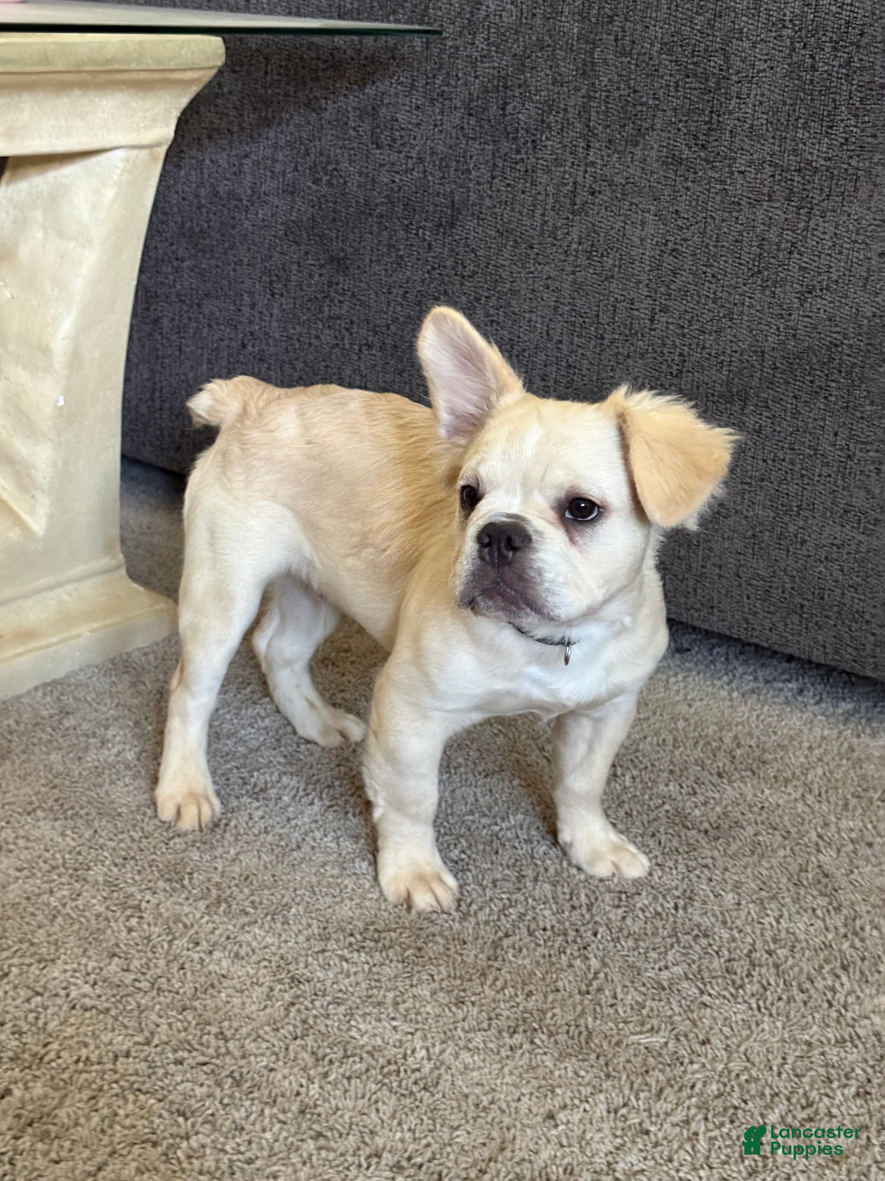 French Bulldog dogs for sale: Hendrix- cream Merle  - Ad 3