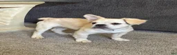 French Bulldog dogs for sale: Hendrix- cream Merle  - Ad 1