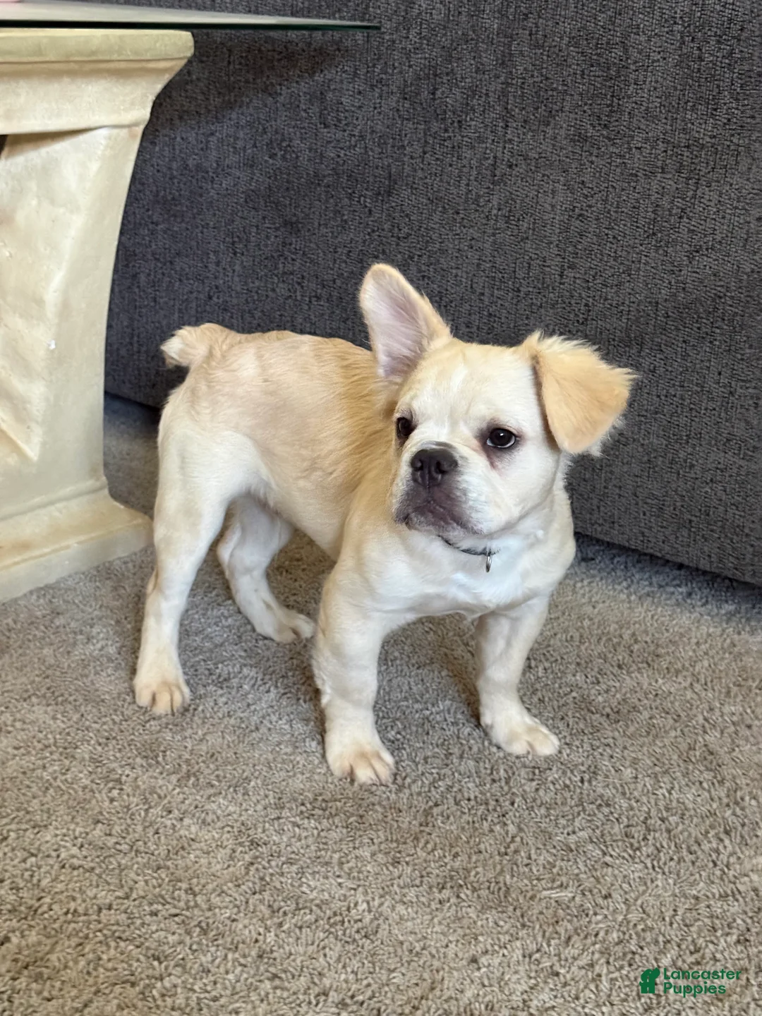 French Bulldog dogs for sale: Hendrix- cream Merle  - Ad 1