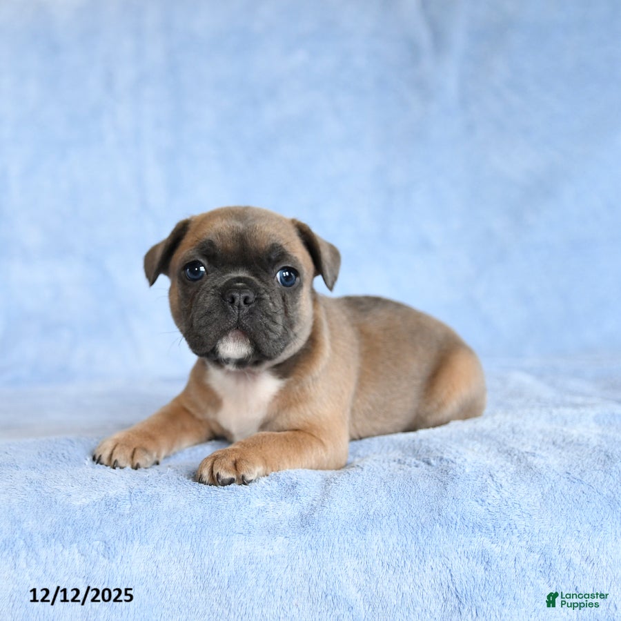 French Bulldog dogs Yeller - Ad 18
