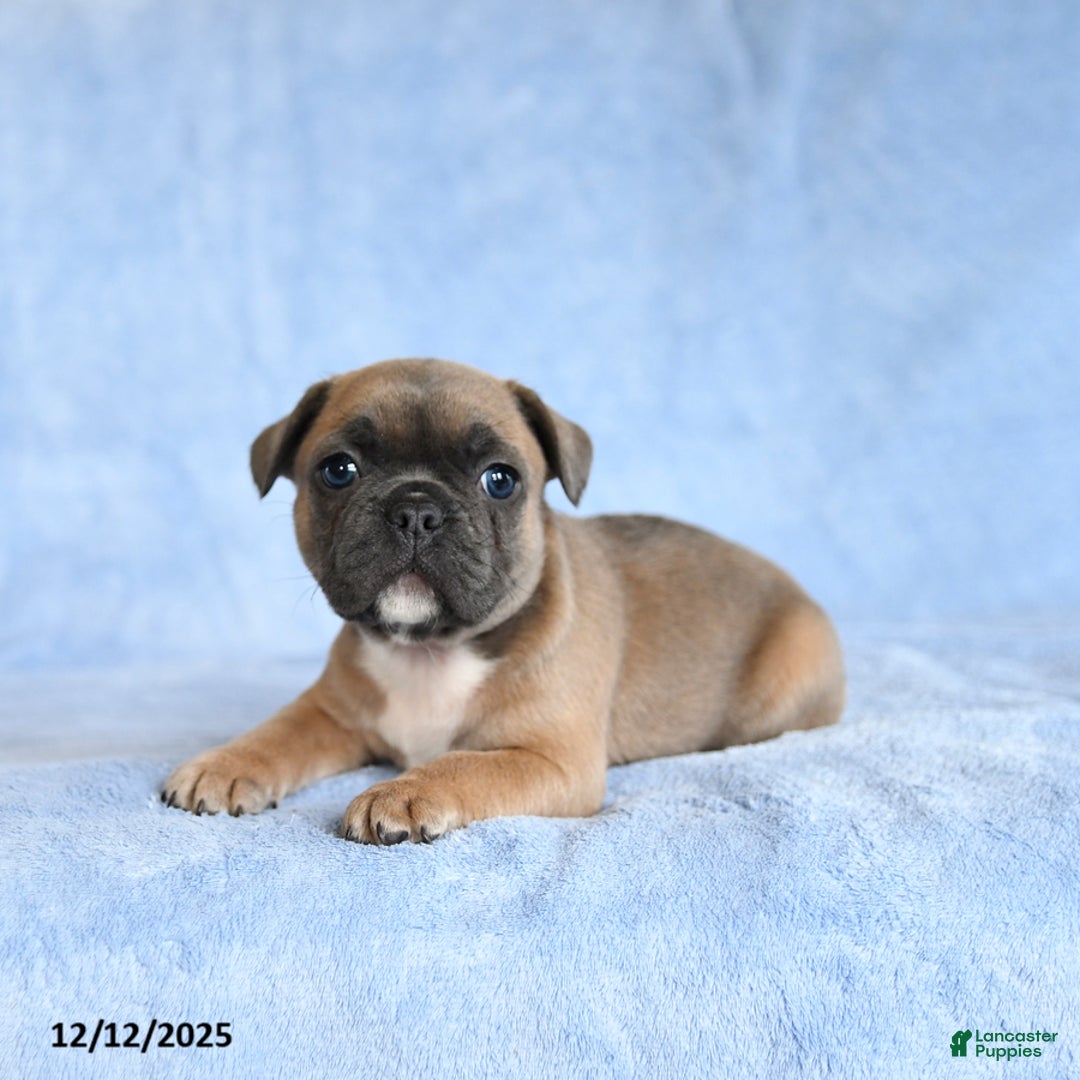 French Bulldog dogs for sale: Yeller - Ad 1