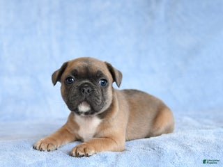 French Bulldog dogs Yeller - Ad 35