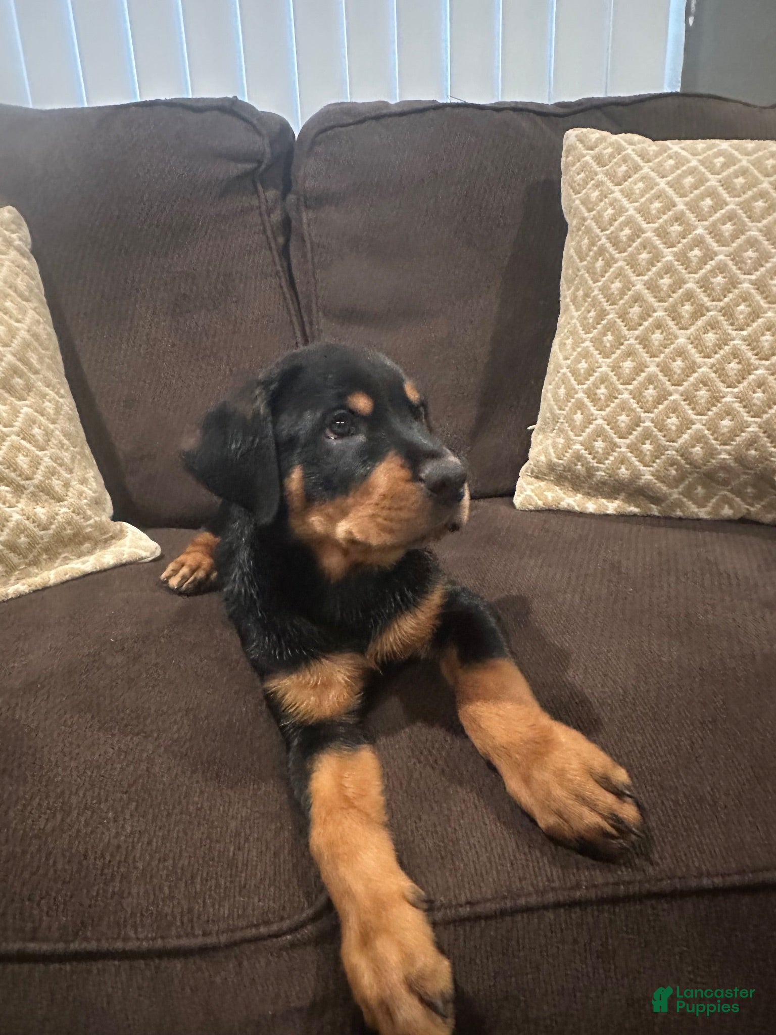 Rottweiler dogs Rottweiler 6 - Ad 23
