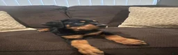Rottweiler dogs for sale: Rottweiler 6 - Ad 1