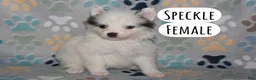 Pomsky dogs for sale: Speckle - Ad 2