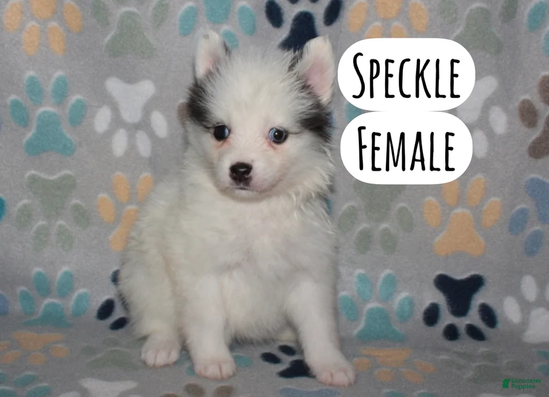 Pomsky dogs for sale: Speckle - Ad 2