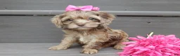 Cockapoo dogs for sale: Amber - Ad 4