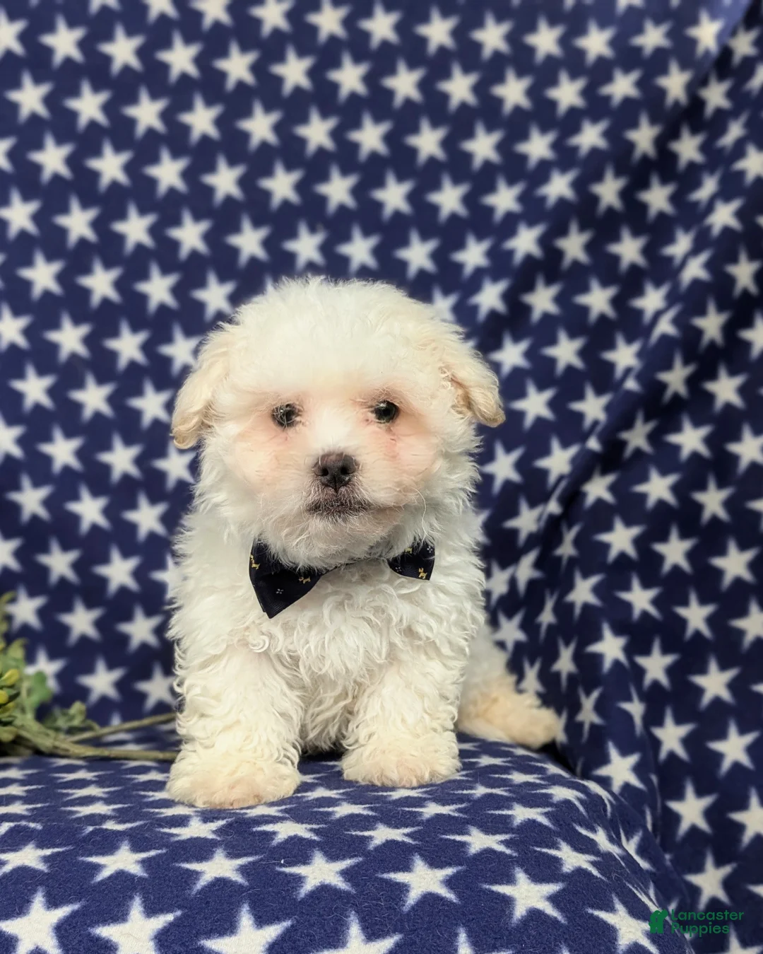 Bichon Frise dogs for sale: Body - Ad 3