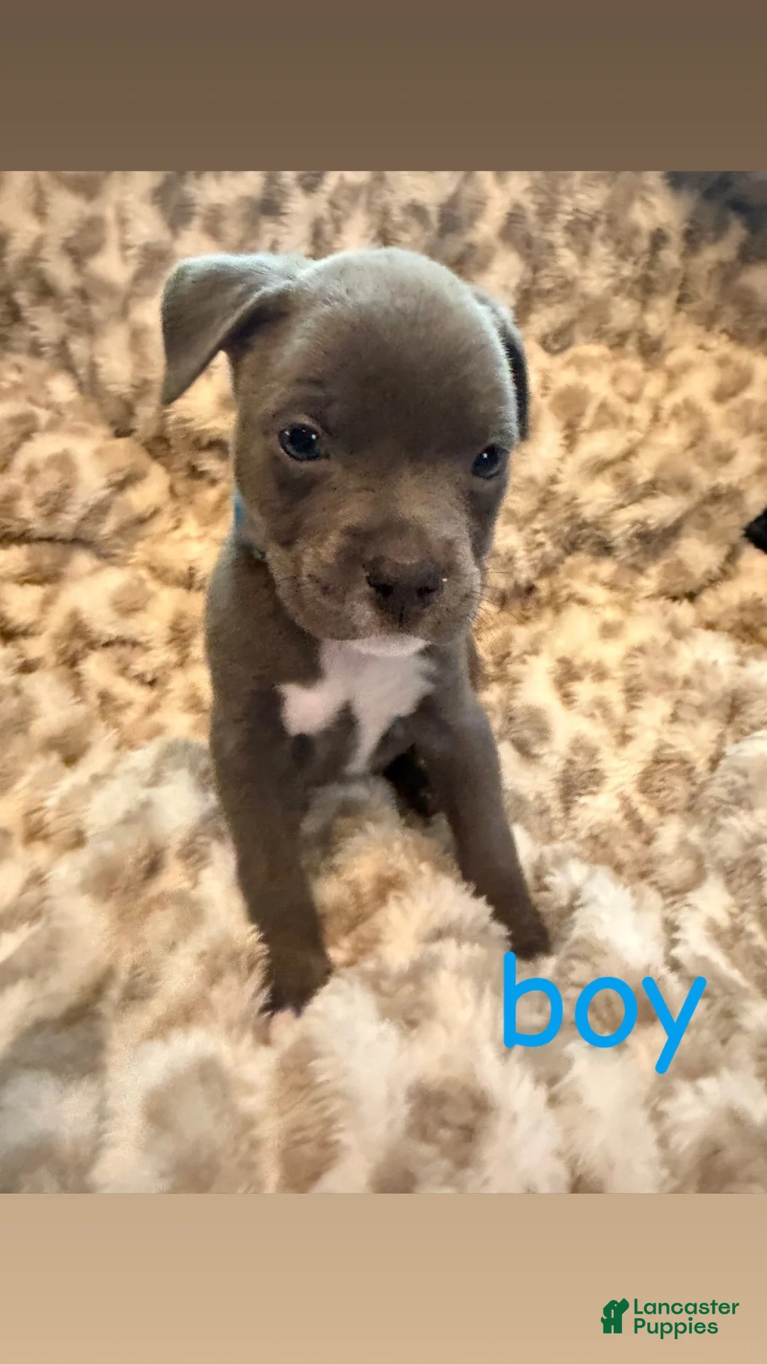 Mixed Breed dogs for sale: Mixed Breed 3 - Ad 1