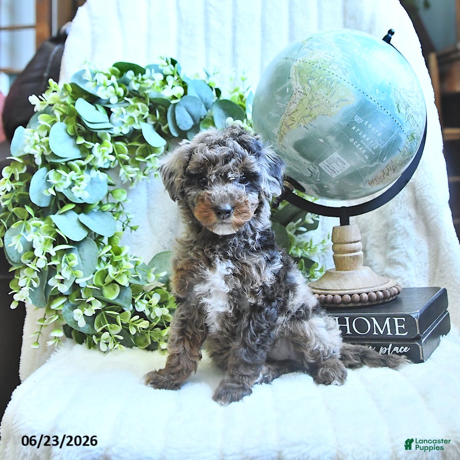 Miniature Poodle dogs Dusty - Ad 1