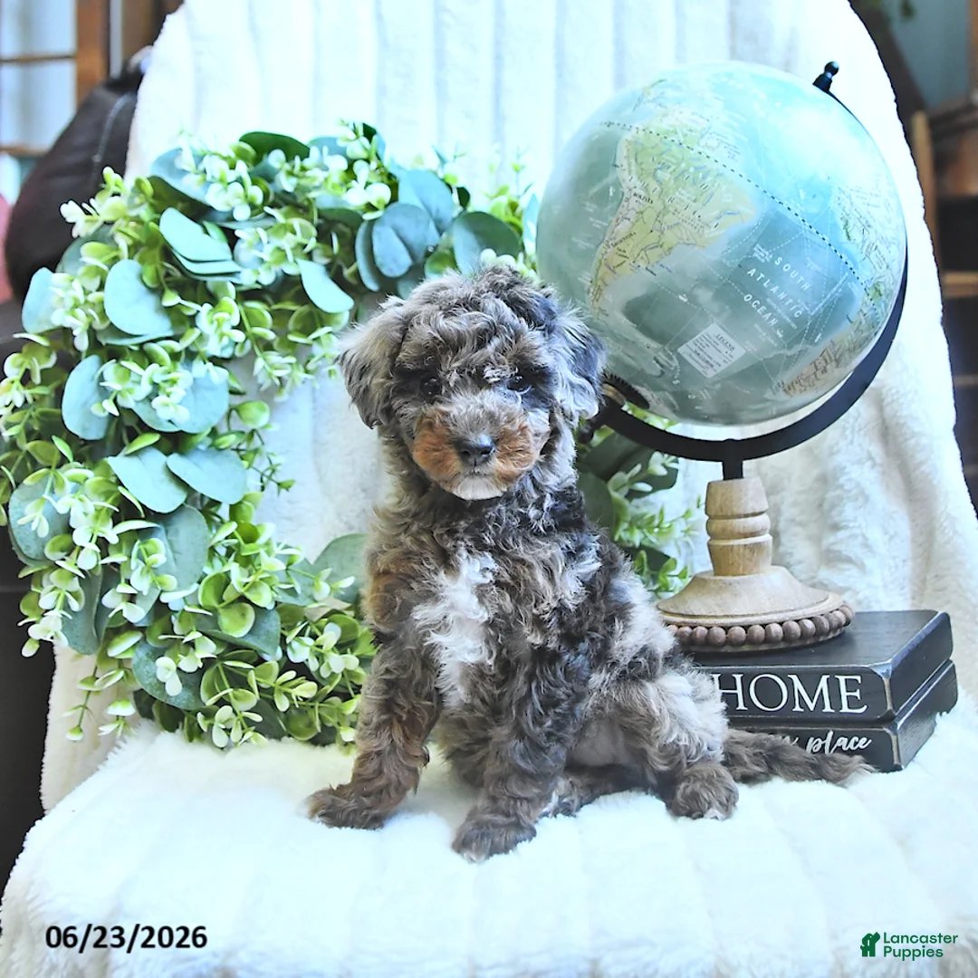 Miniature Poodle dogs for sale: Dusty - Ad 1