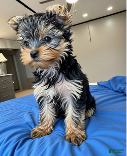 Yorkshire Terrier dogs Boy 3 - Ad 10