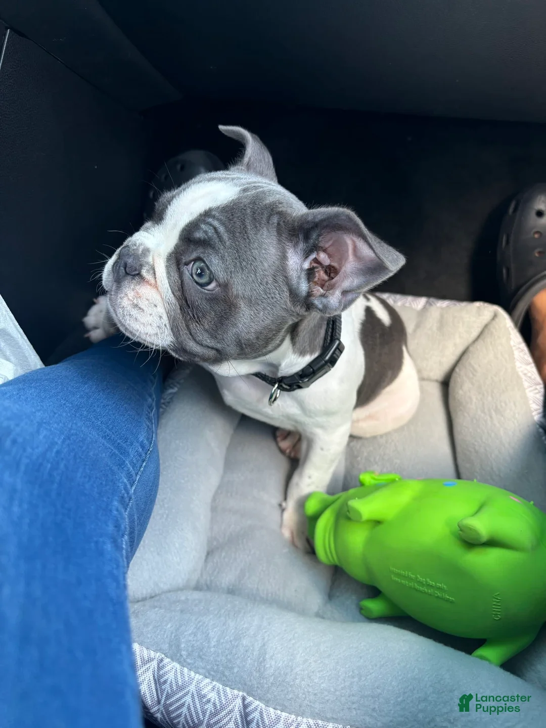 Gallery Image {{count}}