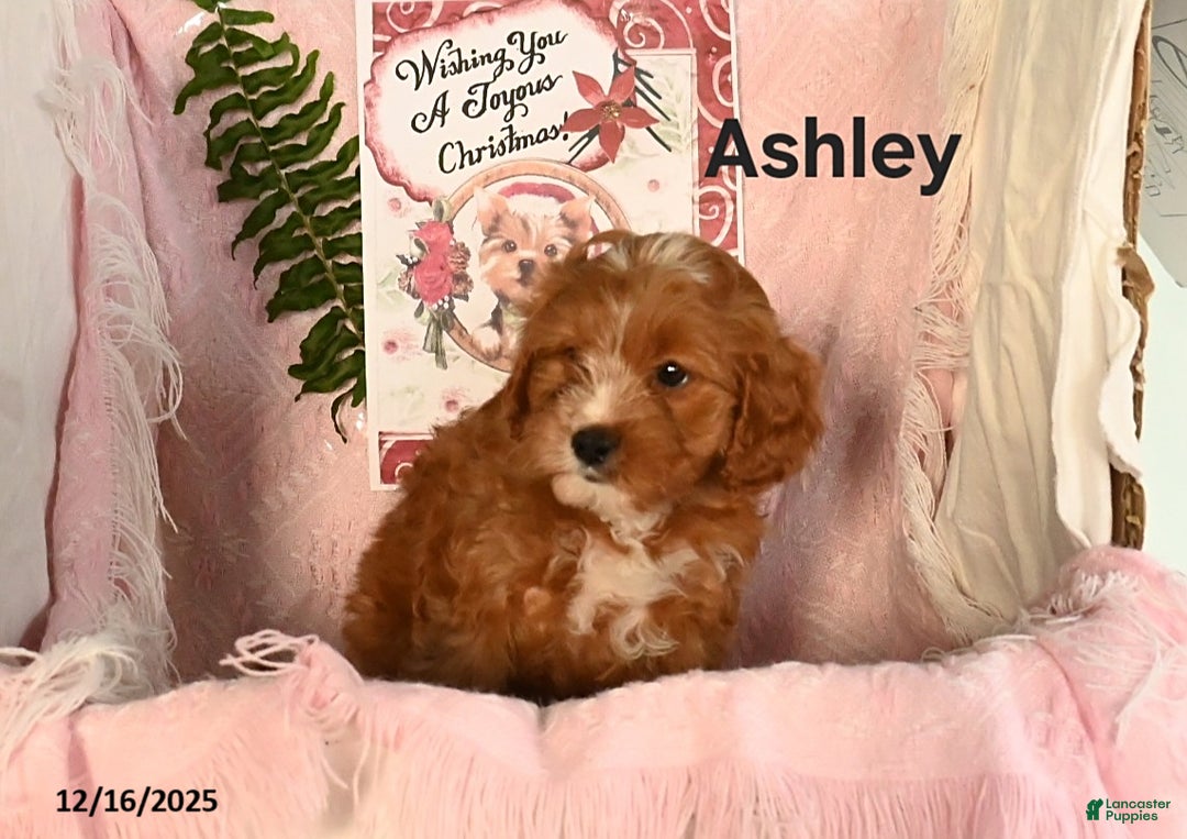 Cavapoo dogs for sale: Ashley - Ad 1
