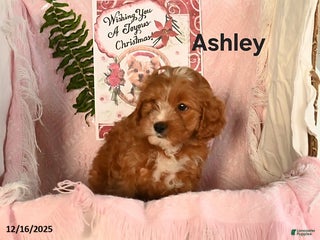 Cavapoo dogs Ashley - Ad 15