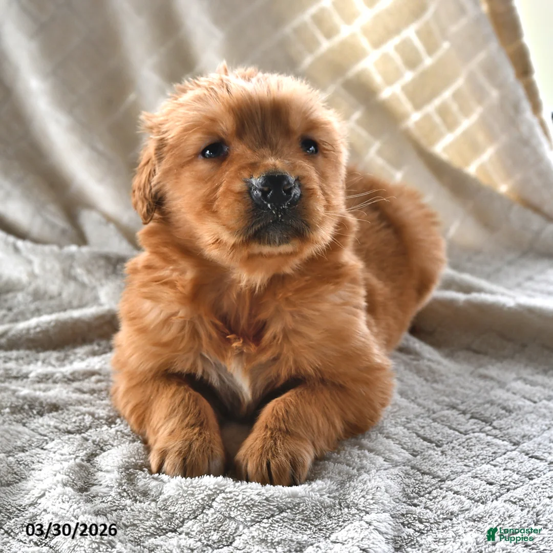 Golden Retriever dogs for sale: Betsy - Ad 1