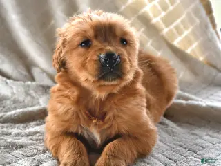 Golden Retriever dogs for sale: Betsy - Ad 1