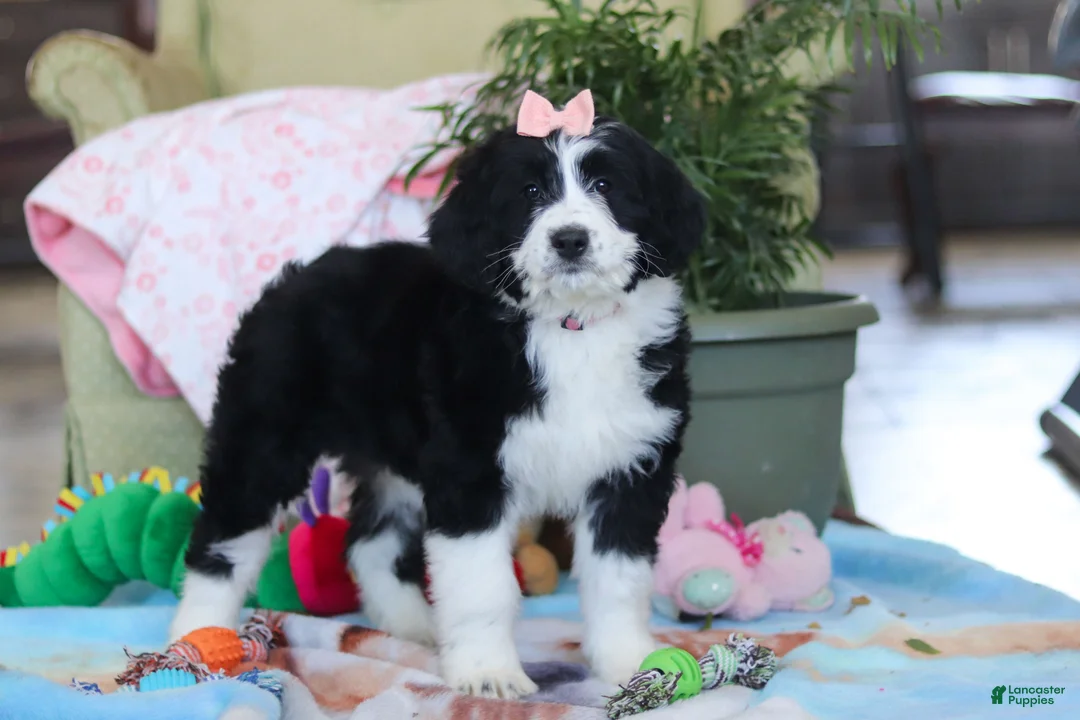Bernedoodle dogs for sale: Ivy - Ad 7