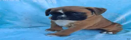 Boxer dogs for sale: Tinker - Ad 4