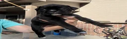 Boxer dogs for sale: Maverick AKC Fawn Boxer - Ad 6